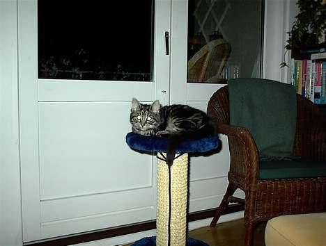 Blanding af racer Trunte - Det handler om at se tingene fra oven. billede 4