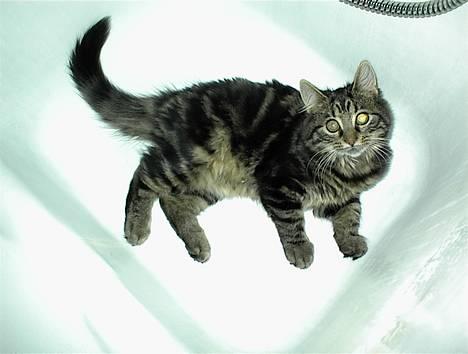 Blanding af racer Trunte - Badekar nu med kat. billede 5