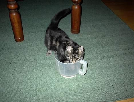 Blanding af racer Trunte - Det er den skål jeg bliver vejet i. billede 6