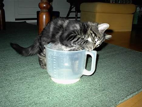 Blanding af racer Trunte - Jeg kan stadig være der hvis jeg gør mig umage. billede 7