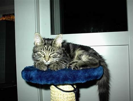 Blanding af racer Trunte - Prøv du bare at røre ved mig..... billede 8