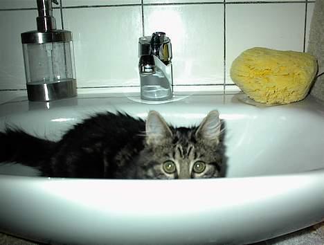 Blanding af racer Trunte - gå glad i bad, for jeg er nemlig ikke bange for vand:-) billede 9