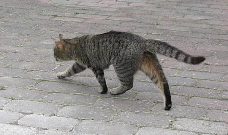 Huskat Tiger - Løb lidt mere underligt =P billede 12