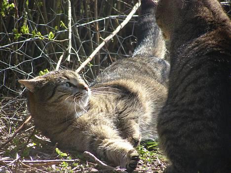 Huskat Tiger - Tigermis er sur på Bon ;P billede 13