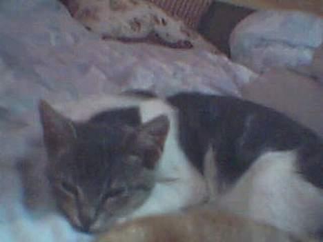 Blanding af racer Tot billede 15