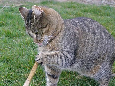 Huskat Tiger - pinden skal dø xD billede 14