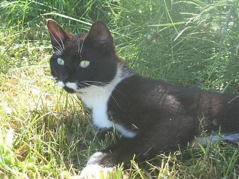 Huskat Bamse  - Hva sker der ? billede 14