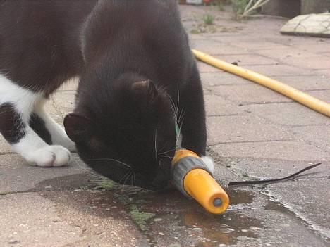 Huskat Bamse  - bams drikker af vandslangen =P billede 15