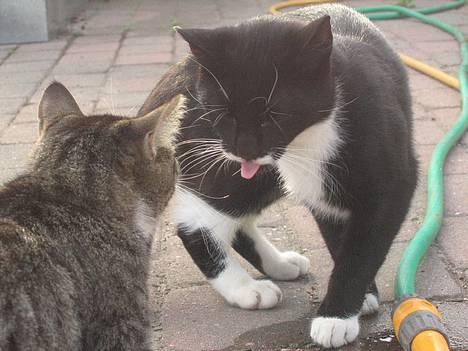 Huskat Bamse  - Bahhh siger bams til ticci =P billede 16