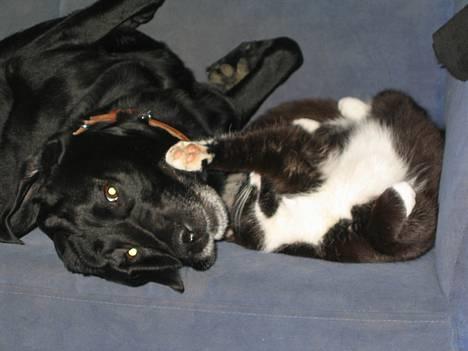 Huskat Bamse  - Mig og Buller =) billede 17