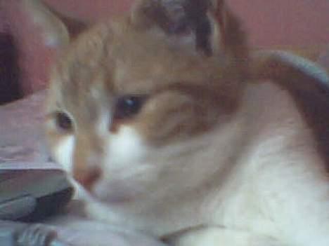 Blanding af racer Knold - drømmer billede 2