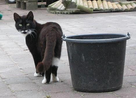 Huskat Bamse  - Smukke mis =P billede 18