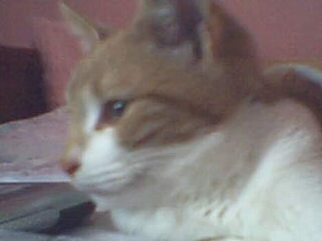 Blanding af racer Knold - Tror der sker noget spændende derover billede 3