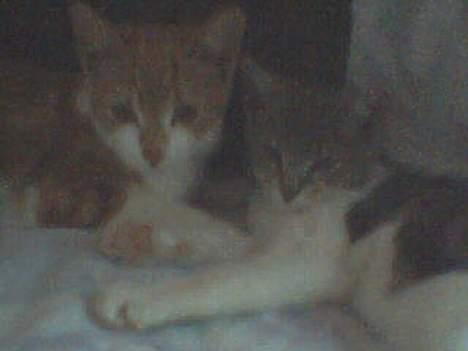 Blanding af racer Knold - Min søster og jeg billede 4