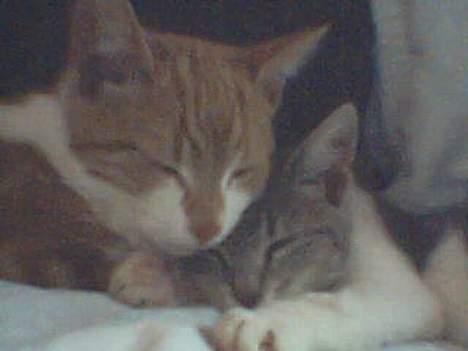 Blanding af racer Knold - Nåå hvor vi putter billede 5