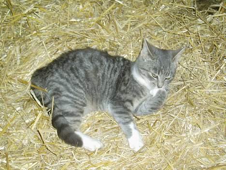 Blanding af racer Mitsi billede 7