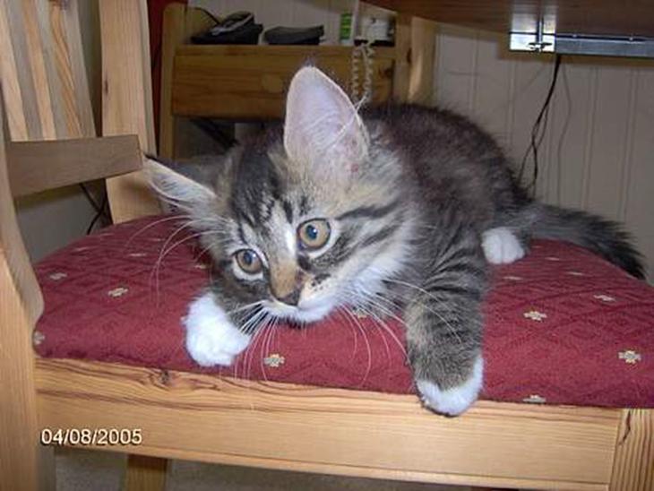 {{currentPhoto.altText}} billede {{currentPhoto.number}}