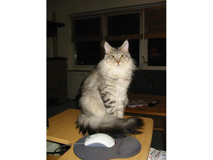 Maine Coon Cæzar - ja, jeg ser godt ud ikk :o) billede 1