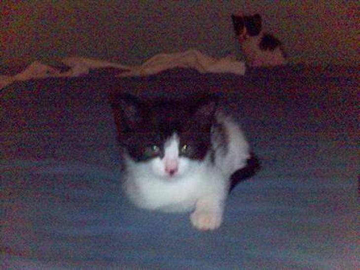 {{currentPhoto.altText}} billede {{currentPhoto.number}}