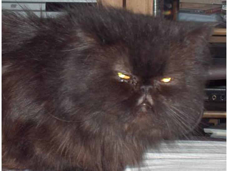 Perser Dark Angel billede 1