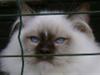 Ragdoll DK Prema-Panda´s Chokomand
