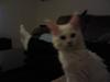 Maine Coon pixie. R.I.P.