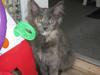 Maine Coon Nellie