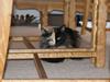 Maine Coon Scarlet