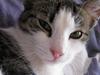 Huskat Felina(Y)<3 [Tidl. kat]