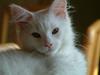 Maine Coon Gizmo