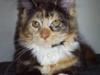 Maine Coon Abby coon's Belisha