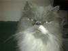 Perser Silke