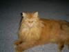 Blanding af racer Simba *2001-2010* [ Himmelkat]