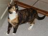 Huskat Shadow (Mussi) - aflivet :-(