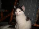 Huskat Mester