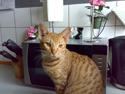 Ocicat Ozzy