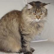 Maine Coon Alma