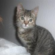 Blanding af racer Pjuske