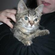 Blanding af racer Pjuske