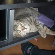 Blanding af racer Pjuske