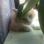 Maine Coon zulu