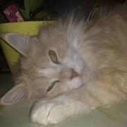 Maine Coon zulu