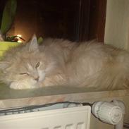 Maine Coon zulu