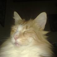 Maine Coon zulu