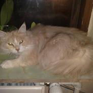 Maine Coon zulu