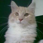 Maine Coon Jokum