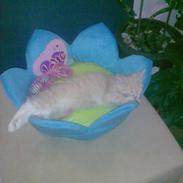 Maine Coon Jokum