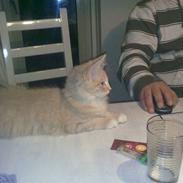 Maine Coon Jokum