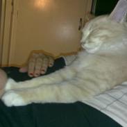 Maine Coon Jokum