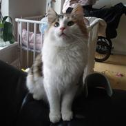 Norsk Skovkat DK Eas Chinook Sommerfugl